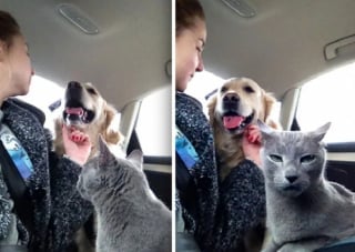 Illustration de l'article : 17 photos hilarantes qui prouvent à quel point les chats sont de parfaits petits comédiens