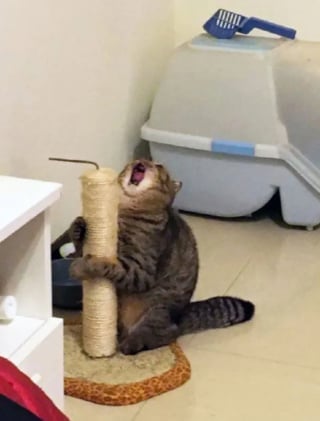 Illustration de l'article : 17 photos hilarantes qui prouvent à quel point les chats sont de parfaits petits comédiens