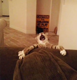 Illustration de l'article : 17 photos hilarantes qui prouvent à quel point les chats sont de parfaits petits comédiens