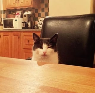 Illustration de l'article : 17 photos hilarantes qui prouvent à quel point les chats sont de parfaits petits comédiens