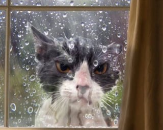 Illustration de l'article : 17 photos hilarantes qui prouvent à quel point les chats sont de parfaits petits comédiens