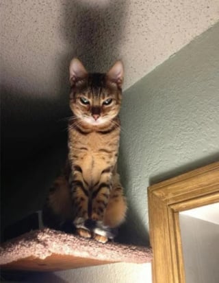 Illustration de l'article : 17 photos hilarantes qui prouvent à quel point les chats sont de parfaits petits comédiens