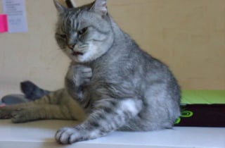 Illustration de l'article : 17 photos hilarantes qui prouvent à quel point les chats sont de parfaits petits comédiens