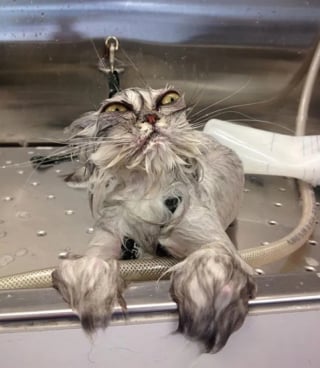 Illustration de l'article : 17 photos hilarantes qui prouvent à quel point les chats sont de parfaits petits comédiens