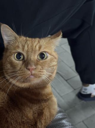 Illustration de l'article : "Elle n’a pas peur des explosions", en Ukraine, cette chatte guide ses maîtres vers l’abri à chaque alerte à la bombe