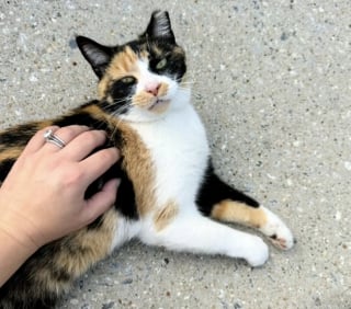 Illustration de l'article : En larmes à l’idée de déménager loin d’une chatte errante, une femme décide finalement de l’adopter pour l’emmener avec elle (vidéo)
