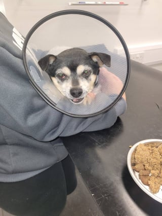 Illustration de l'article : Attaquée par 4 chiens en liberté, elle s’interpose pour sauver sa chienne Chihuahua et finit au sol avec elle