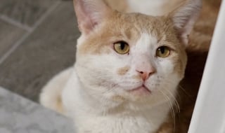 Illustration de l'article : « Fort et résilient », ce chat d’une gentillesse impressionnante aspire à vivre comme un roi auprès de sa famille d’accueil