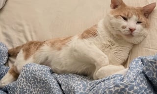Illustration de l'article : « Fort et résilient », ce chat d’une gentillesse impressionnante aspire à vivre comme un roi auprès de sa famille d’accueil