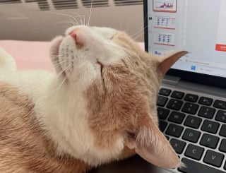 Illustration de l'article : « Fort et résilient », ce chat d’une gentillesse impressionnante aspire à vivre comme un roi auprès de sa famille d’accueil