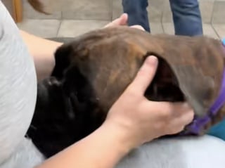 Illustration de l'article : Ce Boxer comprend en une seconde qu’elle va le sauver, leur étreinte dans le refuge émeut tout le monde (vidéo)