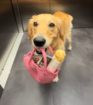 Illustration de l'article : Une chienne rentre chez elle avec un drôle de jouet trouvé dehors (vidéo) 