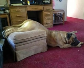 Illustration de l'article : 15 photos hilarantes de chiens et de chats qui ont décidé de mener leurs vies comme ils l’entendent