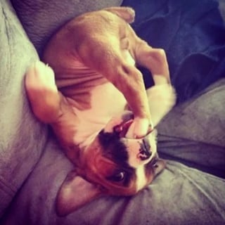 Illustration de l'article : 15 photos hilarantes de chiens et de chats qui ont décidé de mener leurs vies comme ils l’entendent