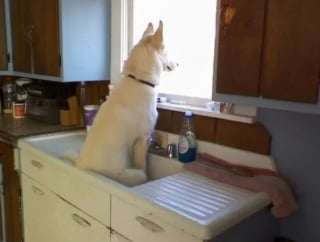 Illustration de l'article : 15 photos hilarantes de chiens et de chats qui ont décidé de mener leurs vies comme ils l’entendent