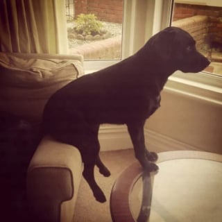 Illustration de l'article : 15 photos hilarantes de chiens et de chats qui ont décidé de mener leurs vies comme ils l’entendent