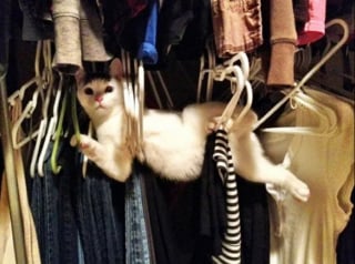 Illustration de l'article : 15 photos hilarantes de chiens et de chats qui ont décidé de mener leurs vies comme ils l’entendent