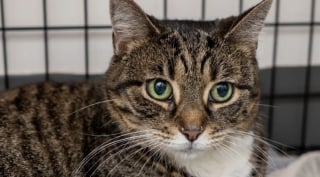 Illustration de l'article : Trouvée abandonnée dans une poussette en pleine rue, cette chatte a vécu durant des années auprès d’un maître aimant devenu sans domicile