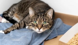 Illustration de l'article : Trouvée abandonnée dans une poussette en pleine rue, cette chatte a vécu durant des années auprès d’un maître aimant devenu sans domicile