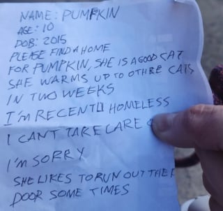 Illustration de l'article : Trouvée abandonnée dans une poussette en pleine rue, cette chatte a vécu durant des années auprès d’un maître aimant devenu sans domicile