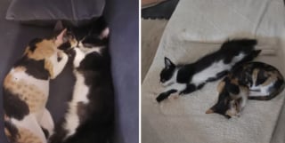 Illustration de l'article : "Je ne pouvais pas le laisser", il adopte un chaton par hasard sans savoir qu’il allait sauver leur première petite protégée