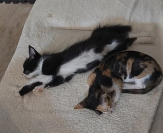 Illustration de l'article : "Je ne pouvais pas le laisser", il adopte un chaton par hasard sans savoir qu’il allait sauver leur première petite protégée