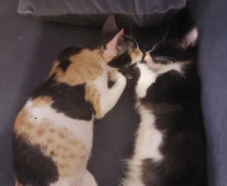 Illustration de l'article : "Je ne pouvais pas le laisser", il adopte un chaton par hasard sans savoir qu’il allait sauver leur première petite protégée