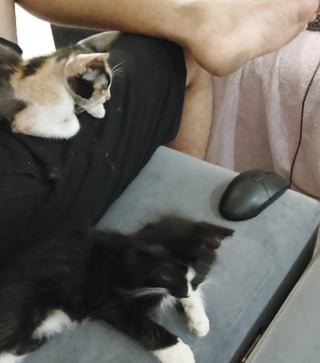 Illustration de l'article : "Je ne pouvais pas le laisser", il adopte un chaton par hasard sans savoir qu’il allait sauver leur première petite protégée