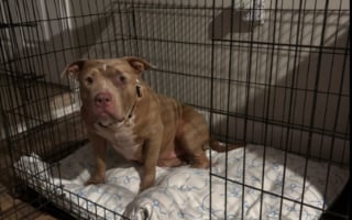 Illustration de l'article : « C’était déchirant de voir quelqu’un traiter un chien de cette façon », elle voit un homme abandonner son animal et passe à l’action 