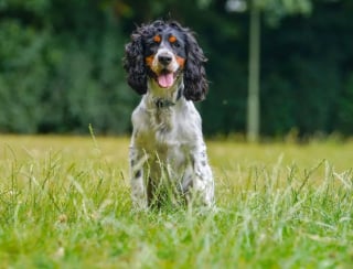 Illustration de l'article : Une femme forme un chien pour aider une personne sourde, victime d'un arrêt cardiaque, il lui sauve la vie avant même de terminer son apprentissage