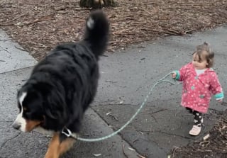 Illustration de l'article : « Qui promène qui ? », la balade attendrissante d’une petite fille et de son impressionnant Bouvier Bernois (vidéo)