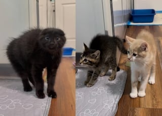 Illustration de l'article : Ces 4 chatons sauvages n’avaient confiance en personne, jusqu’à ce que les 2 félins de leur famille d’accueil les prennent sous leur aile (vidéo)