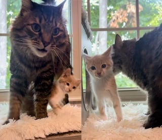 Illustration de l'article : Ces 4 chatons sauvages n’avaient confiance en personne, jusqu’à ce que les 2 félins de leur famille d’accueil les prennent sous leur aile (vidéo)