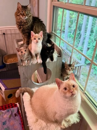Illustration de l'article : Ces 4 chatons sauvages n’avaient confiance en personne, jusqu’à ce que les 2 félins de leur famille d’accueil les prennent sous leur aile (vidéo)