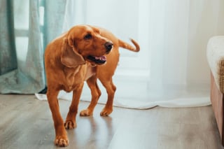 Illustration de l'article : 13 comportements étranges de chiens qui pourraient être des appels à l'aide