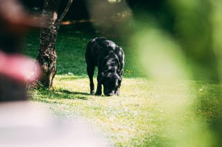 Illustration de l'article : 13 comportements étranges de chiens qui pourraient être des appels à l'aide