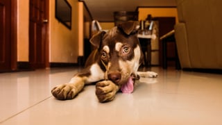 Illustration de l'article : 13 comportements étranges de chiens qui pourraient être des appels à l'aide