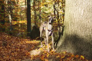 Illustration de l'article : 13 comportements étranges de chiens qui pourraient être des appels à l'aide