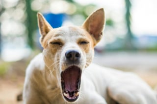 Illustration de l'article : 13 comportements étranges de chiens qui pourraient être des appels à l'aide