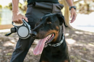 Illustration de l'article : 13 comportements étranges de chiens qui pourraient être des appels à l'aide