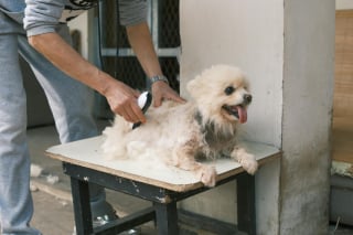 Illustration de l'article : 13 comportements étranges de chiens qui pourraient être des appels à l'aide
