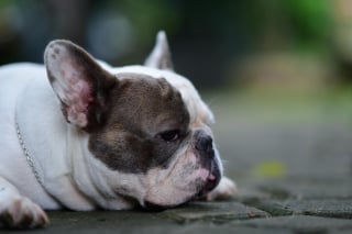 Illustration de l'article : 13 comportements étranges de chiens qui pourraient être des appels à l'aide
