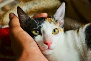 Illustration de l'article : 15 histoires où les chats ont surpris leurs humains avec une loyauté absolue
