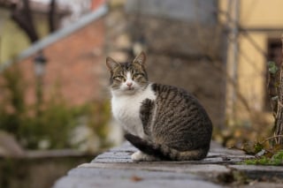 Illustration de l'article : 15 histoires où les chats ont surpris leurs humains avec une loyauté absolue