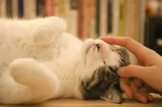 Illustration de l'article : 15 histoires où les chats ont surpris leurs humains avec une loyauté absolue