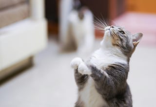 Illustration de l'article : 15 histoires où les chats ont surpris leurs humains avec une loyauté absolue
