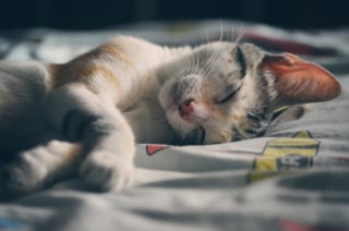 Illustration de l'article : 15 histoires où les chats ont surpris leurs humains avec une loyauté absolue