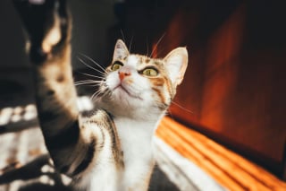 Illustration de l'article : 15 histoires où les chats ont surpris leurs humains avec une loyauté absolue
