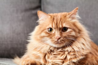 Illustration de l'article : 15 histoires où les chats ont surpris leurs humains avec une loyauté absolue