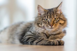 Illustration de l'article : 15 histoires où les chats ont surpris leurs humains avec une loyauté absolue